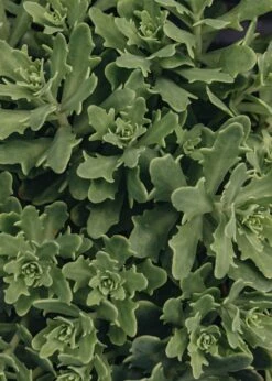 Sedum Thundercloud, 2/3L