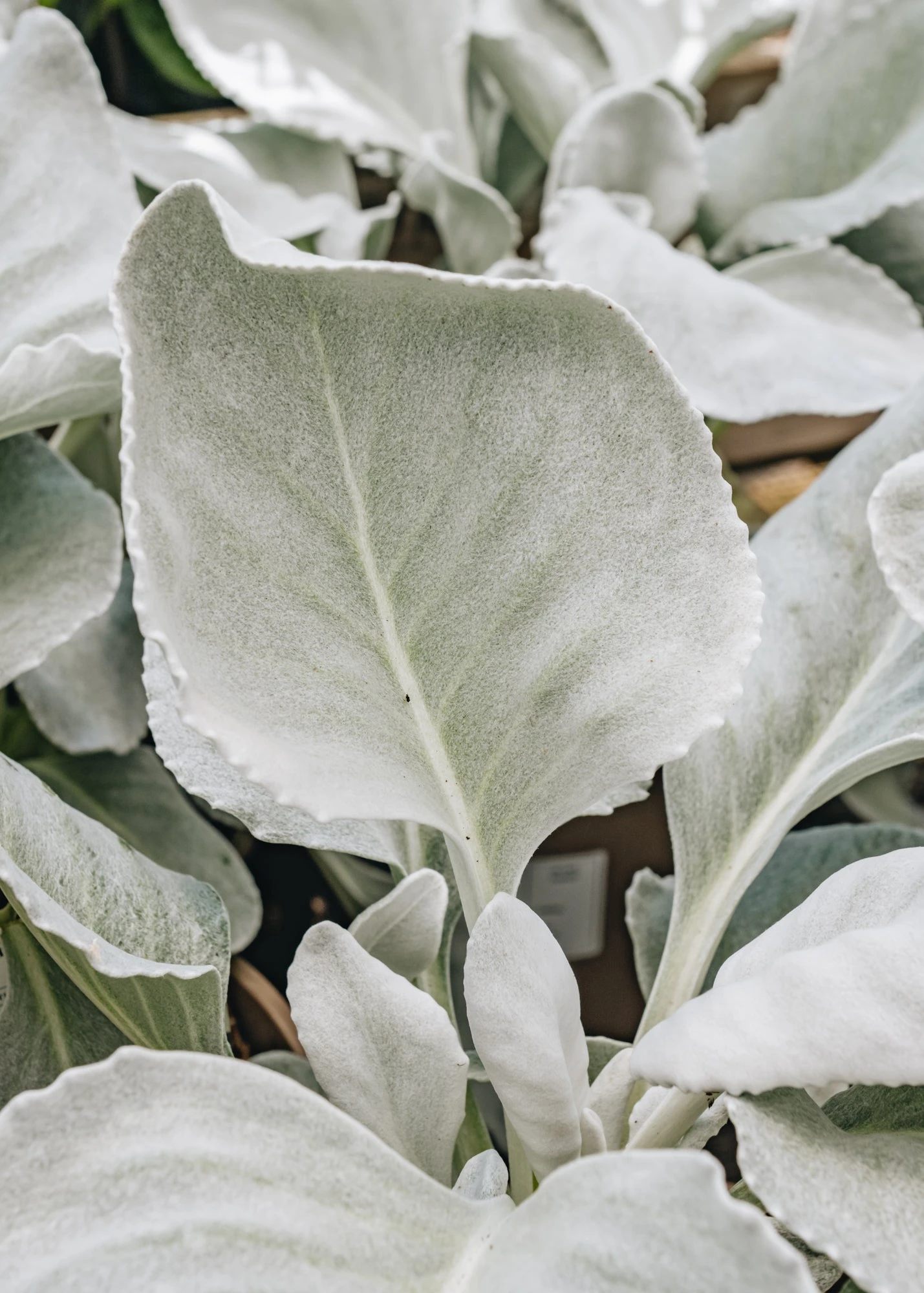Senecio Angel Wings, 3L 2 Senecio Angel Wings, 3L - Image 2