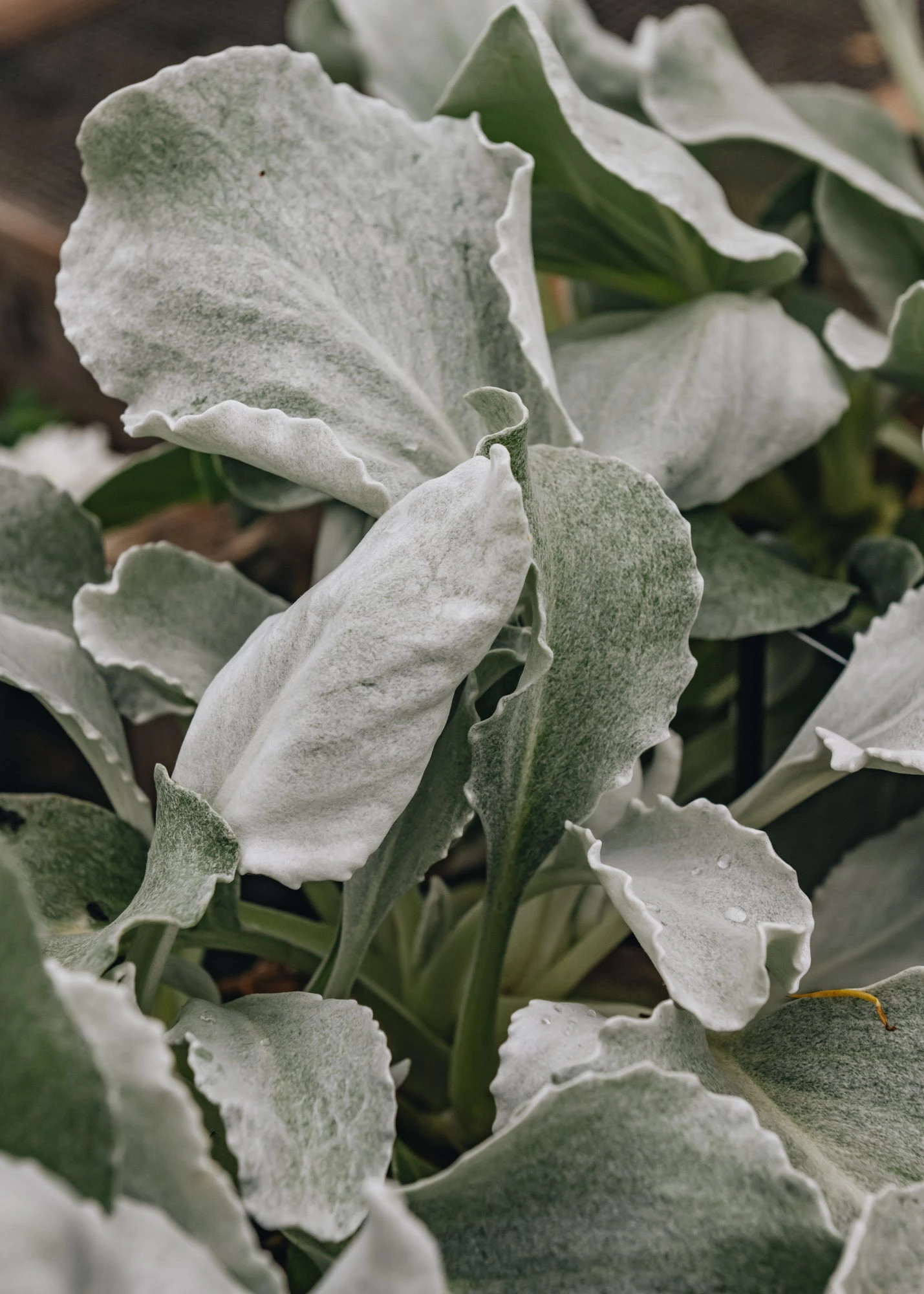Senecio Angel Wings, 3L 1 Senecio Angel Wings, 3L