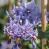 Solanum Crispum Glasnevin, 3L