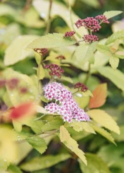 Spiraea Double Play Big Bang, 2L