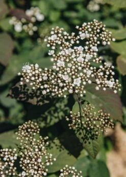 Spiraea Media Double Play® Blue Kazoo®, 3L