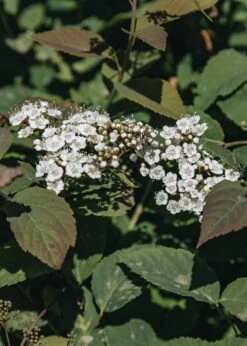 Spiraea Media Double Play® Blue Kazoo®, 3L 5 Spiraea Media Double Play® Blue Kazoo®, 3L -Burford Garden Sale Spiraea Double Play Kazoo 488A1896