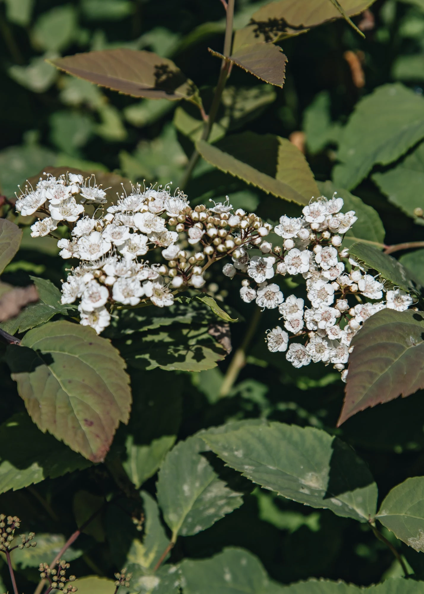 Spiraea Media Double Play® Blue Kazoo®, 3L 3 Spiraea Media Double Play® Blue Kazoo®, 3L - Image 3