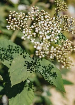 Spiraea Media Double Play® Blue Kazoo®, 3L 4 Spiraea Media Double Play® Blue Kazoo®, 3L -Burford Garden Sale Spiraea Double Play Kazoo 488A1899