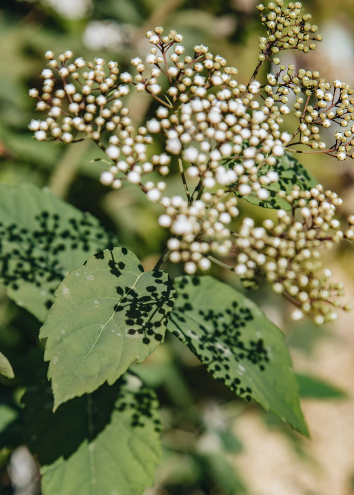 Spiraea Media Double Play® Blue Kazoo®, 3L 2 Spiraea Media Double Play® Blue Kazoo®, 3L - Image 2