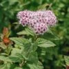 Spiraea Sparkling Champagne, 3L