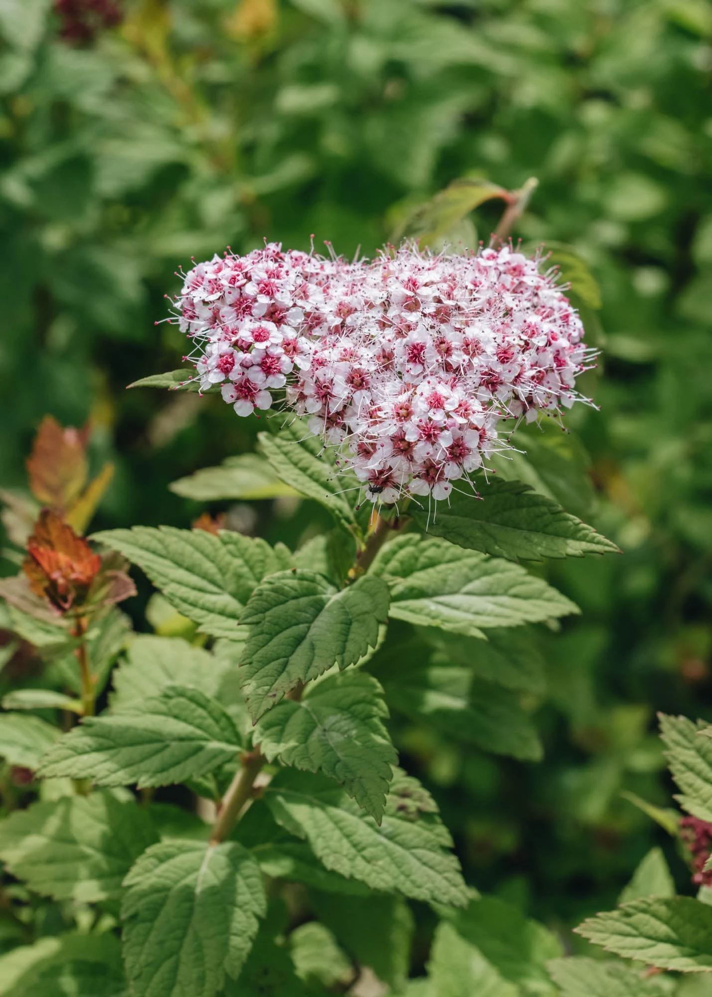 Spiraea Sparkling Champagne, 3L 1 Spiraea Sparkling Champagne, 3L