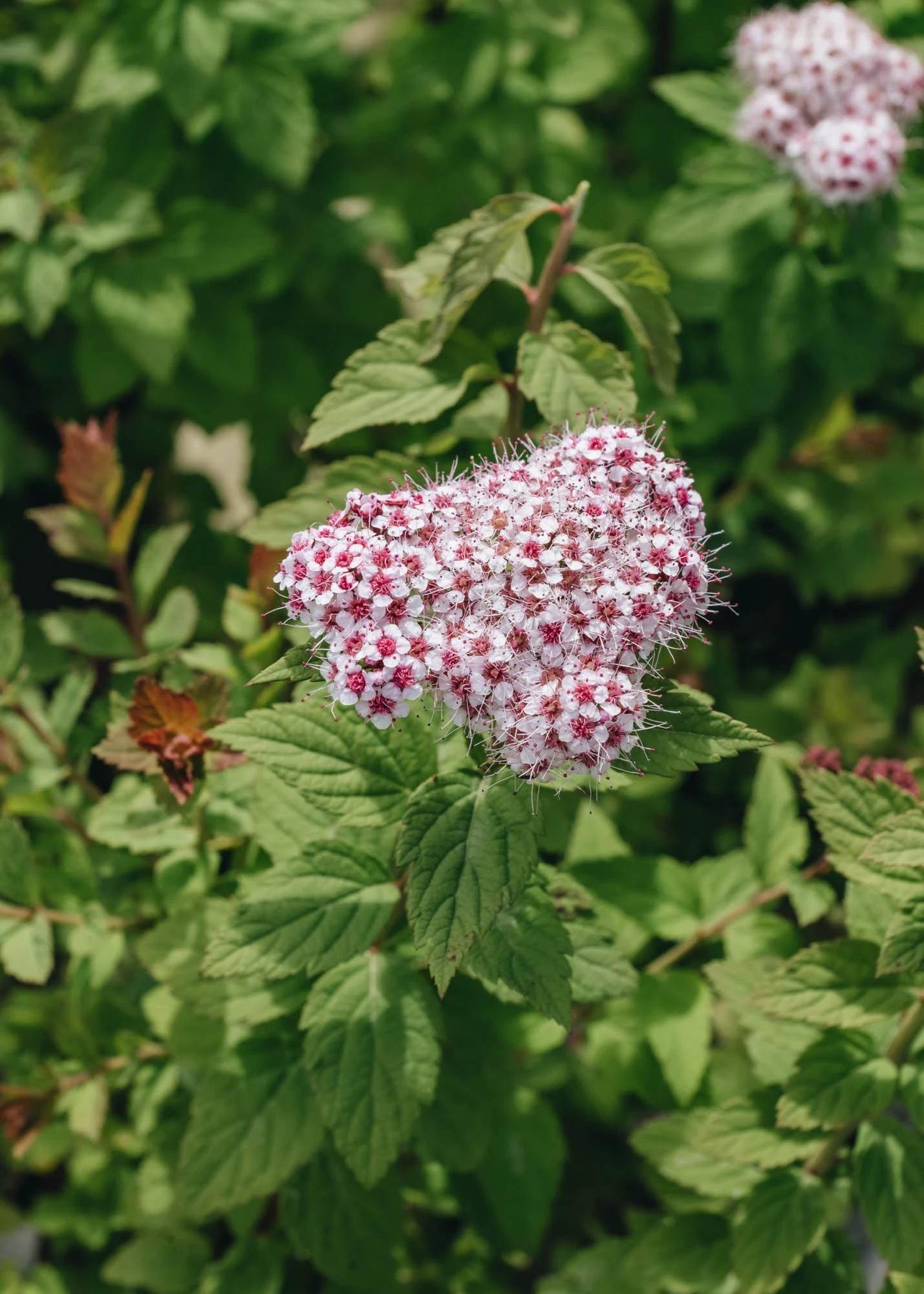 Spiraea Sparkling Champagne, 3L 2 Spiraea Sparkling Champagne, 3L - Image 2