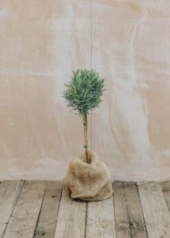 Lavandula Vera Mini Standard