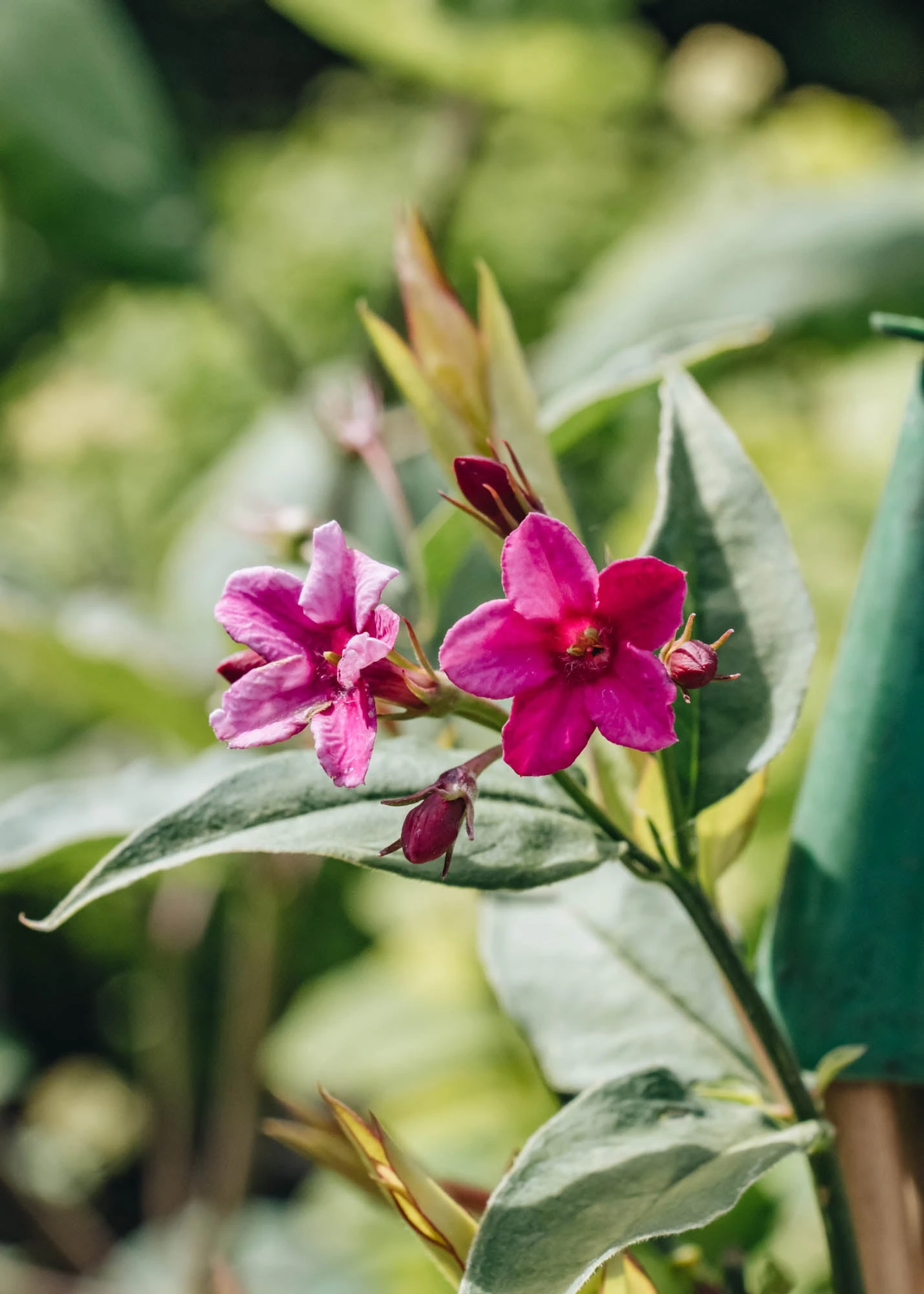 Jasmininum Stephanose Starry Starry Pink Lady, 3L 1 Jasmininum Stephanose Starry Starry Pink Lady, 3L