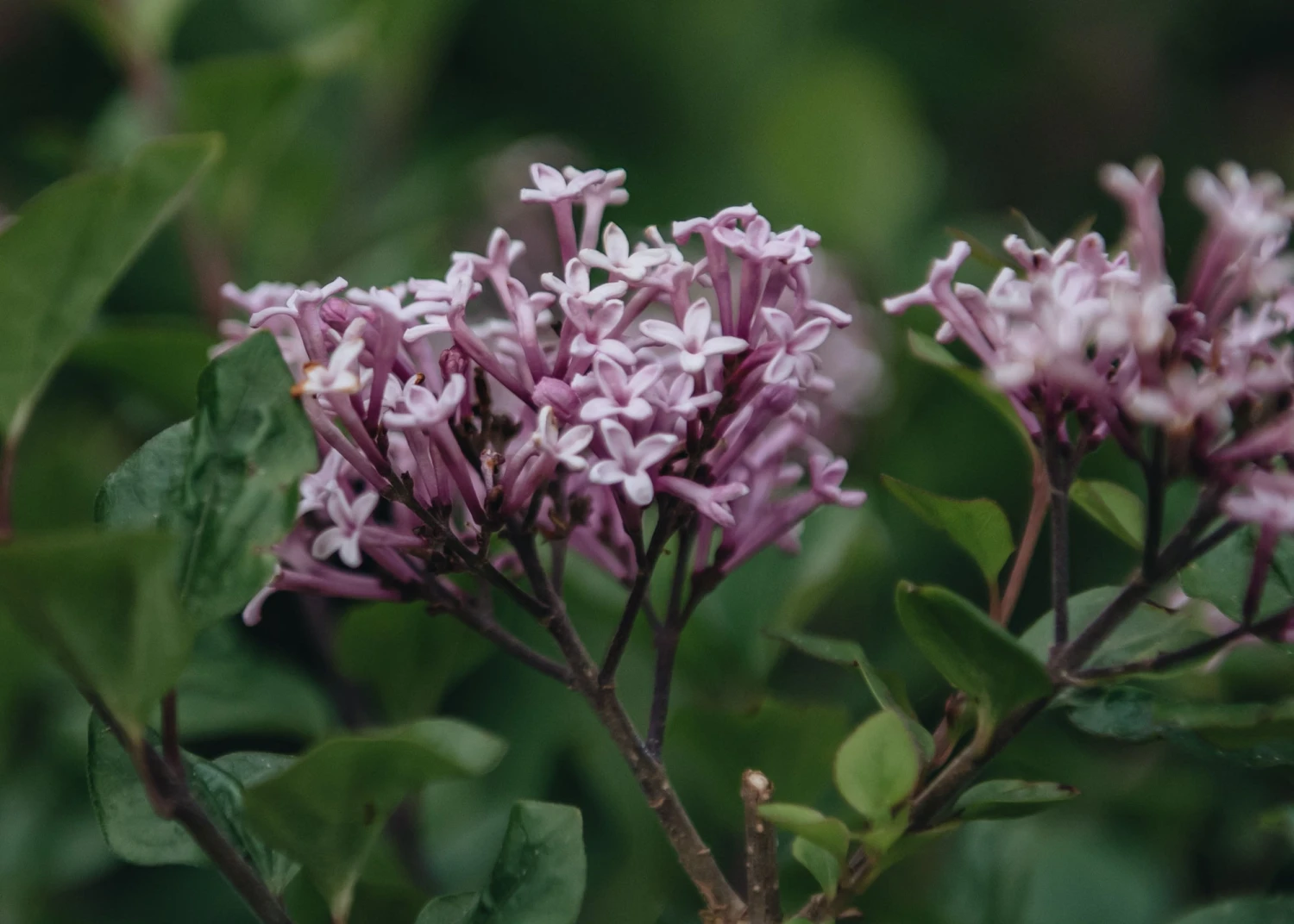 Syringa Meyeri 'Palibinia' AGM, 3L 2 Syringa Meyeri 'Palibinia' AGM, 3L - Image 2