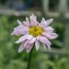 Tanacetum Coccineum Robinson's Pink, 2/3L