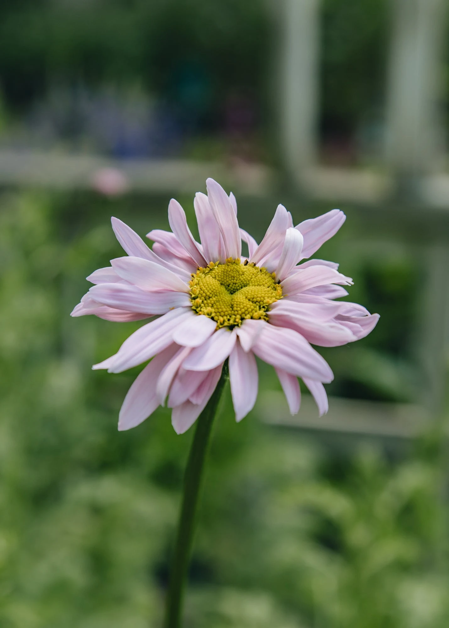 Tanacetum Coccineum Robinson's Pink, 2/3L 1 Tanacetum Coccineum Robinson's Pink, 2/3L