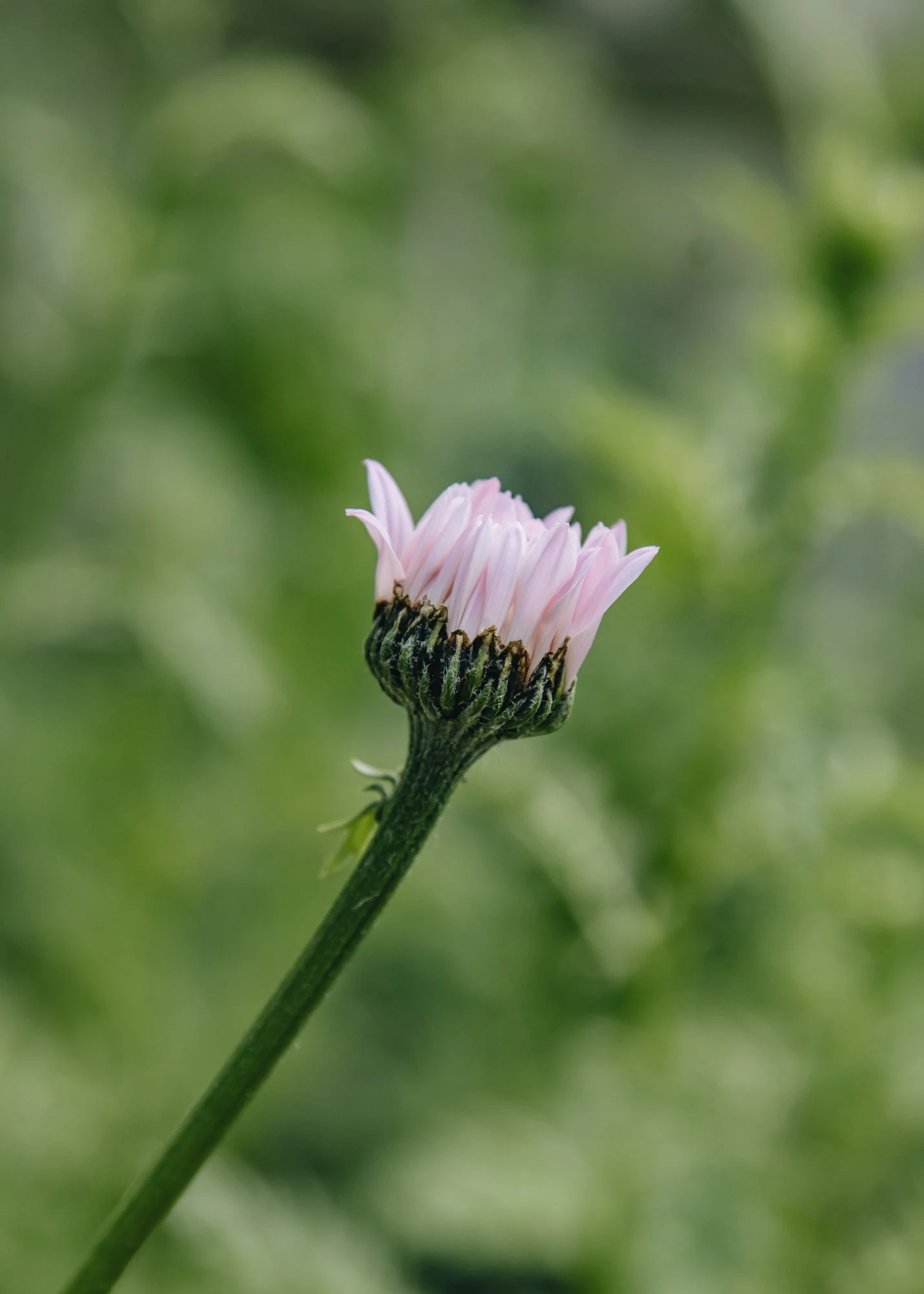 Tanacetum Coccineum Robinson's Pink, 2/3L 2 Tanacetum Coccineum Robinson's Pink, 2/3L - Image 2