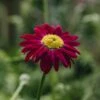 Tanacetum Coccineum Robinson's Red, 2/3L