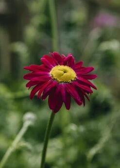 Tanacetum Coccineum Robinson's Red, 2/3L