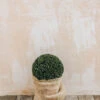Taxus X Media Groenland Clipped Ball 20cm