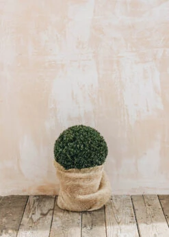 Taxus X Media Groenland Clipped Ball 20cm