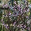 Verbena Grandiflora Bampton, 2/3L