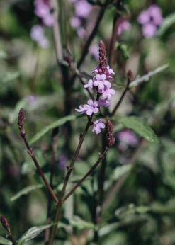 Verbena Grandiflora Bampton, 2/3L -Burford Garden Sale Verbena Bampton DSC 2975