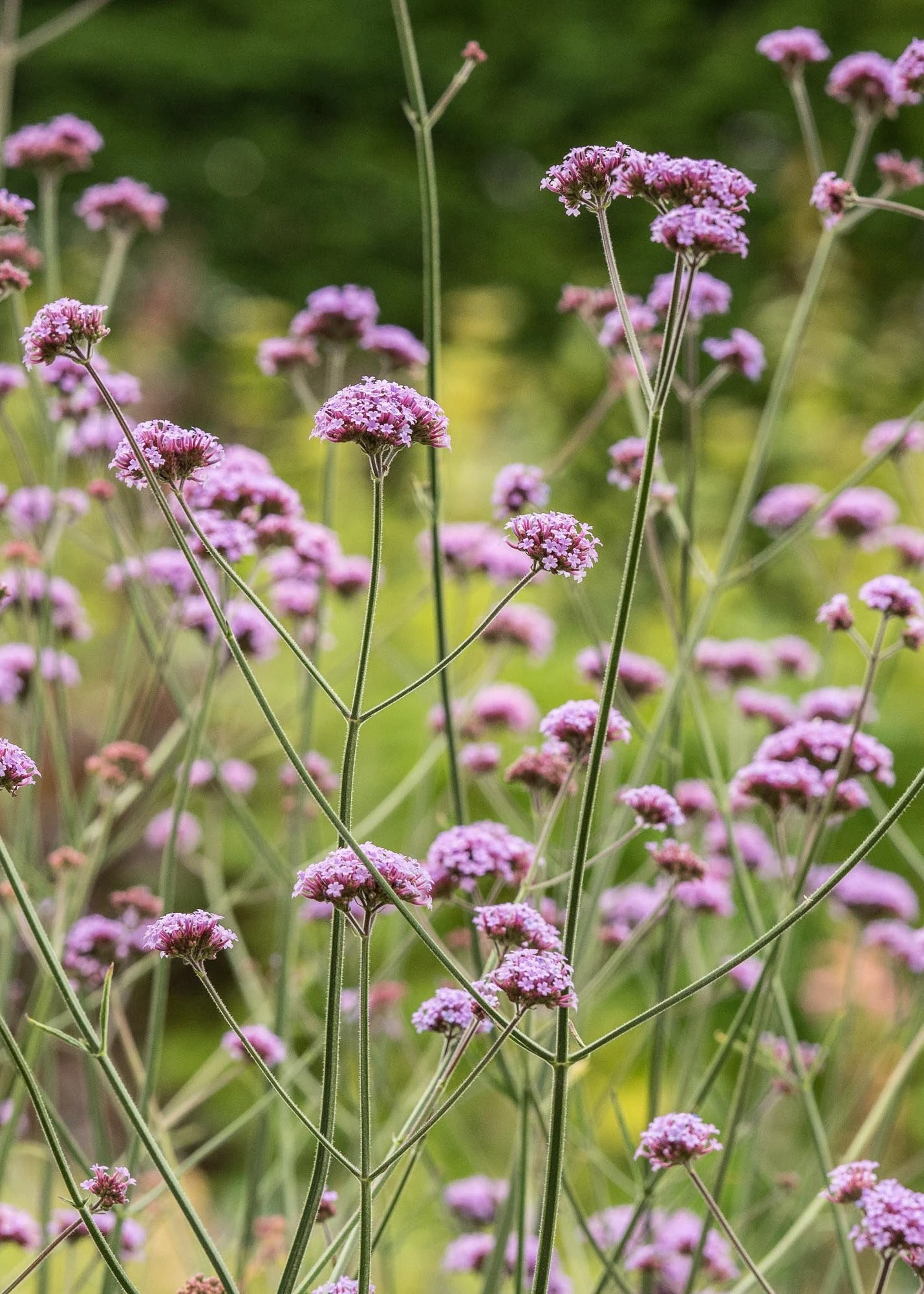 Verbena Bonariensis AGM, 1L 1 Verbena Bonariensis AGM, 1L