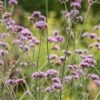 Verbena Bonariensis AGM, 2/3L