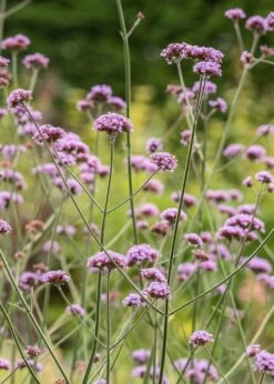 Verbena Bonariensis AGM, 2/3L