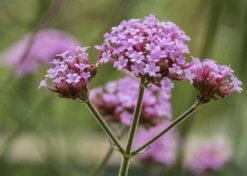 Burford Garden Sale 9 Burford Garden Sale -Burford Garden Sale Verbena bonariensis flower DSC09724 ddc59cb0 b3f6 4492 a7ac bd1b5ac98ef5 1