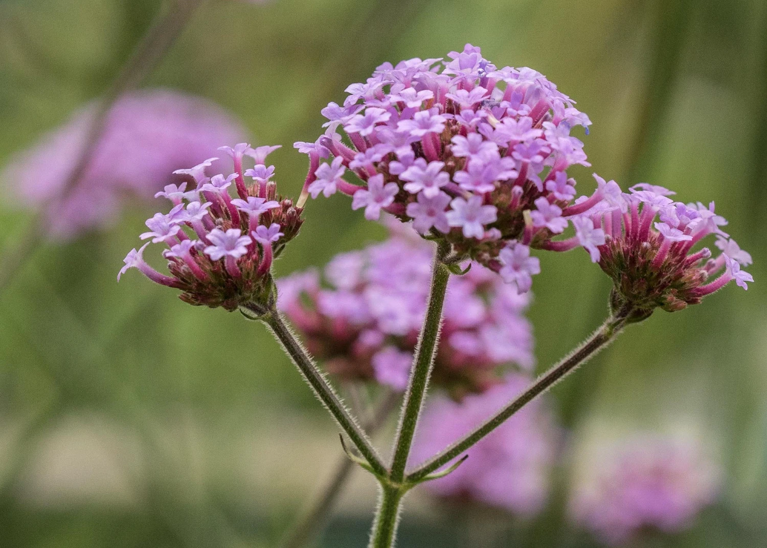 Verbena Bonariensis AGM, 1L 2 Verbena Bonariensis AGM, 1L - Image 2