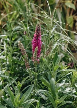 Veronica Bubblegum Candles 2/3L