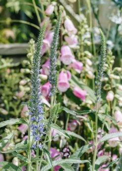 Veronica Moody Blues Sky Blue, 2/3L