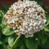 Viburnum Carlcephalum AGM, 15L
