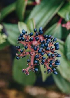 Viburnum Davidii Yin, 3L